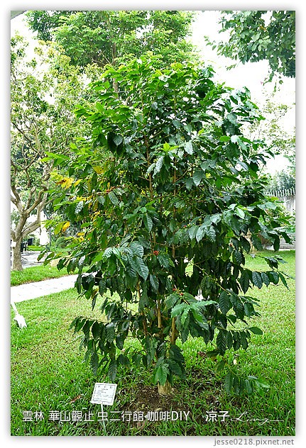 雲林古坑-華山觀止虫二行館(咖啡烘焙DIY篇)