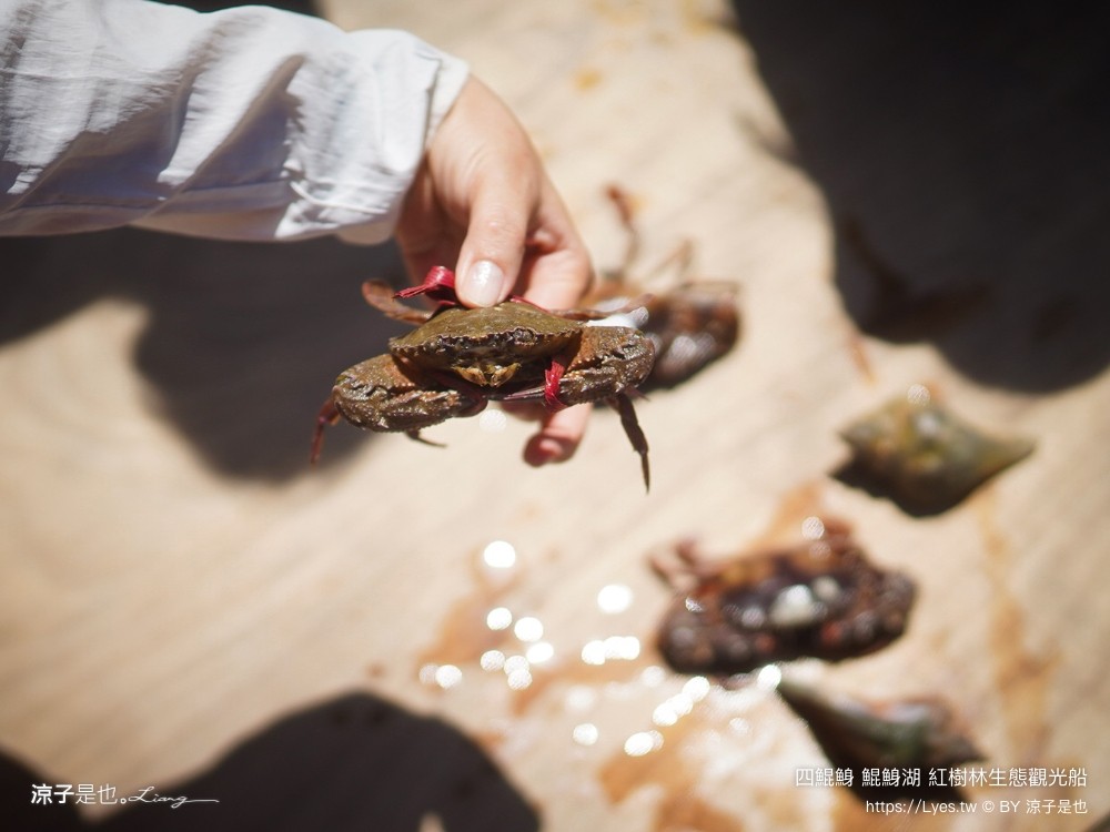 四鯤鯓鯤鯓湖紅樹林生態觀光船 台南親子景點 台南紅樹林 台南新景點 台南一日遊 生態旅遊 蚵殼diy體驗 導覽觀光船