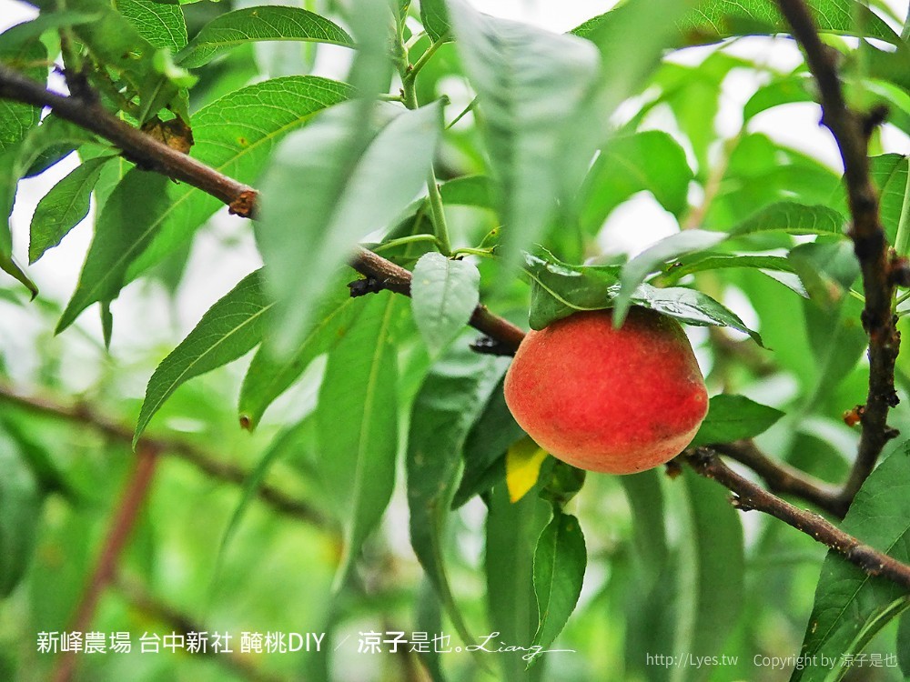 新峰農場 台中新社 醃桃DIY