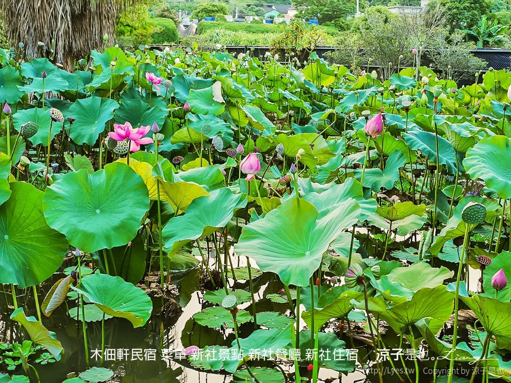 木佃軒民宿 菜單 新社景點 新社餐廳 新社住宿