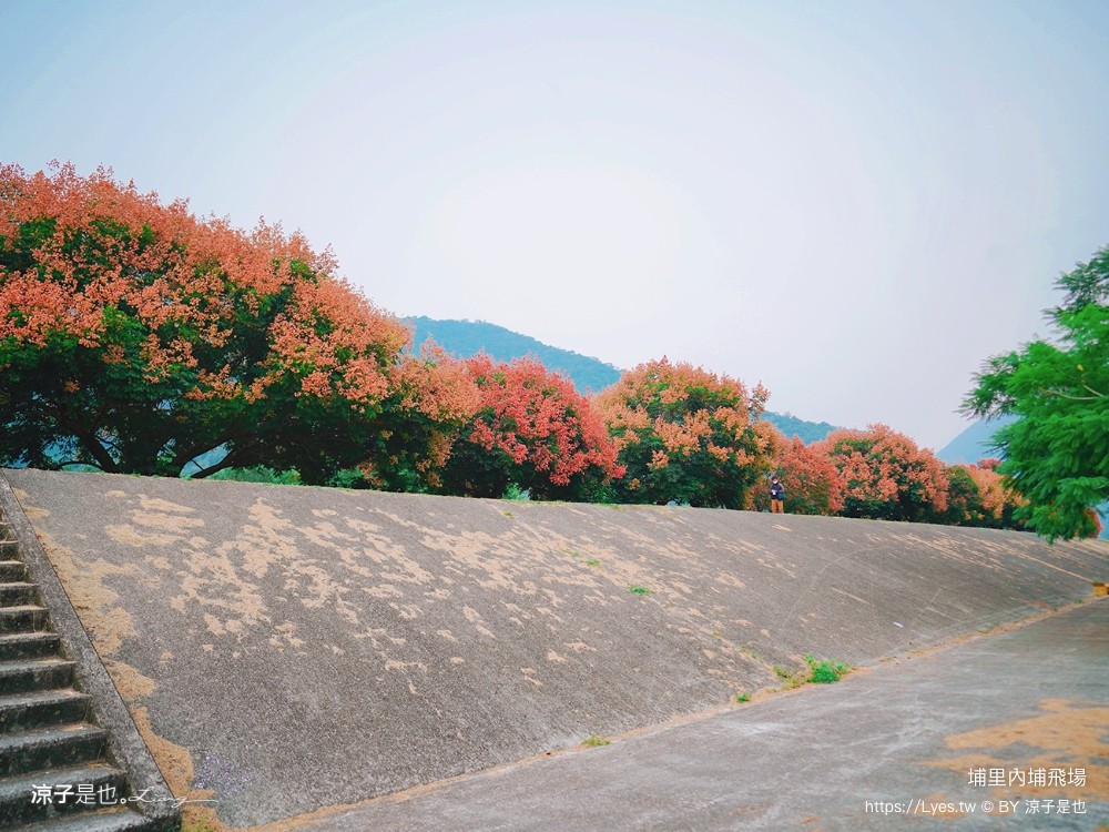 埔里景點 埔里內埔飛場 欒樹親子景點 南投藍花楹花道 賞花秘境 草地野餐 放風箏 玩球