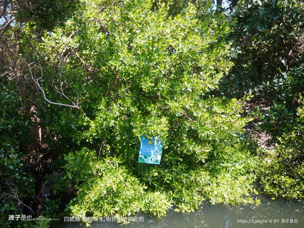 四鯤鯓鯤鯓湖紅樹林生態觀光船 台南親子景點 台南紅樹林 台南新景點 台南一日遊 生態旅遊 蚵殼diy體驗 導覽觀光船