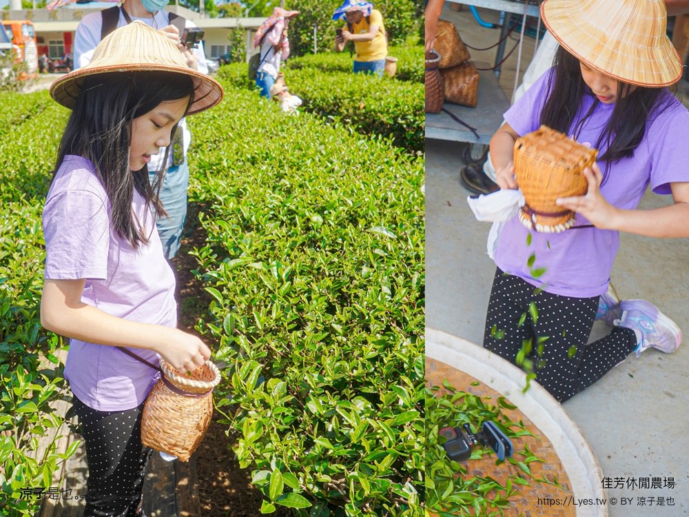 佳芳休閒茶園 台東景點 親子景點 初鹿景點 有機茶園 台東採茶 台東茶園 蛋捲diy體驗 台東一日遊