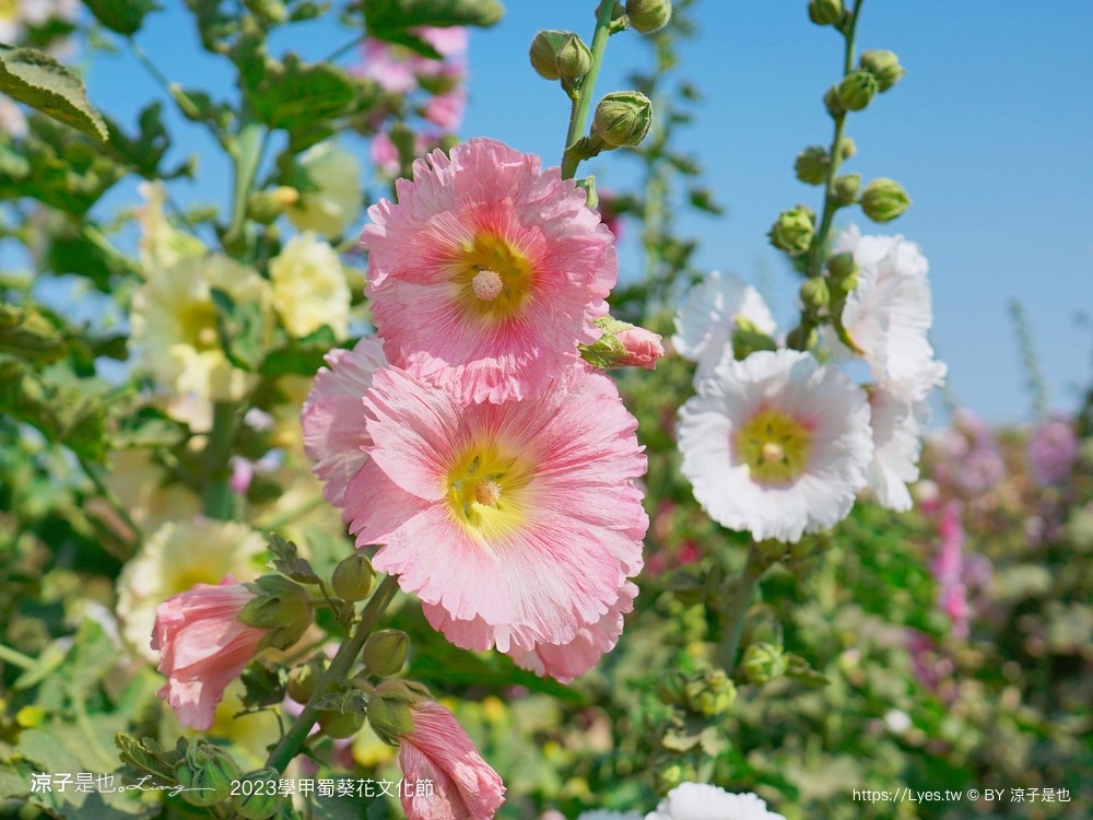 學甲蜀葵花文化節 2023 蜀葵花季 一丈紅迷宮 紫色鼠尾草 季節 花況 交通 學甲景點