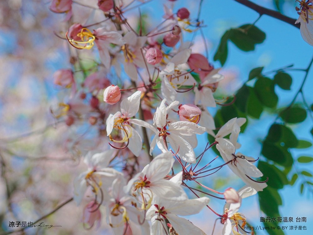 龜丹水哥溫泉區 台南景點 spa 露天溫泉池 花旗木秘境 水哥休閒農事體驗