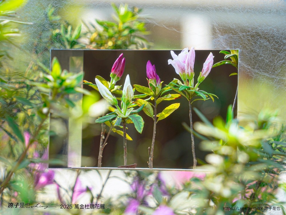 萬金杜鵑花展2025 金山中山溫泉公園 新北景點 北海岸活動 交通 展期 花藝造景 打卡必拍 懶人包