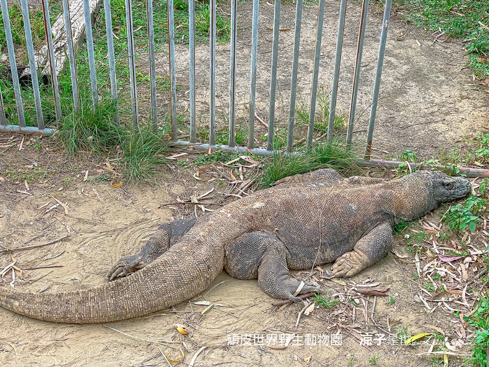 頑皮世界野生動物園攻略 門票優惠 台南親子景點 南台灣動物園 水豚君 長頸鹿 遊樂設施 戲水池