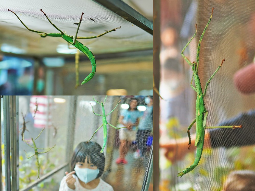 南投埔里-木生昆蟲博物館 蝴蝶小鎮生態休閒園區 專業導覽帶小孩親近蝴蝶昆蟲 埔里親子景點