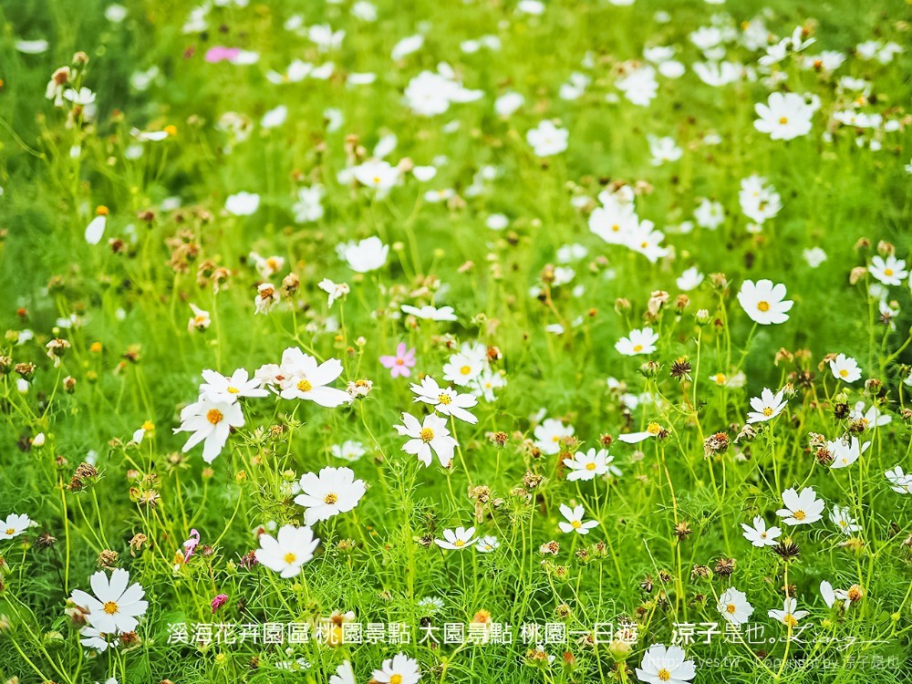 溪海休閒農業區 溪海花卉園區 桃園景點 大園景點 桃園一日遊