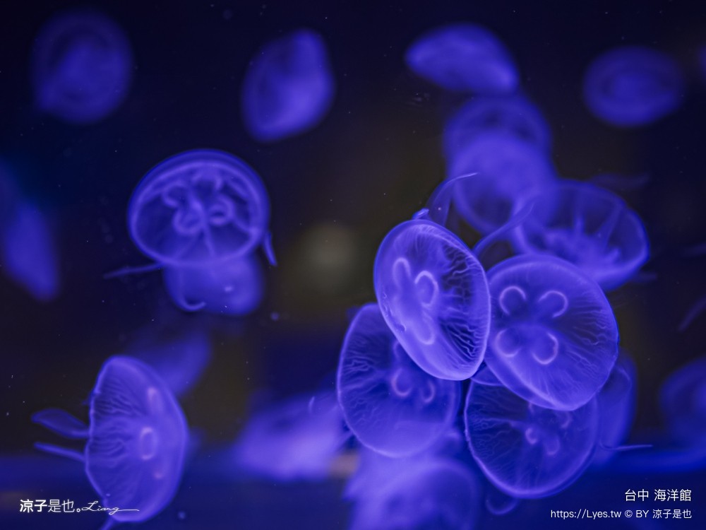 台中海洋館 門票優惠 交通 八大展區 免費票 台中親子景點 台中景點推薦 懶人包 攻略 必看特色