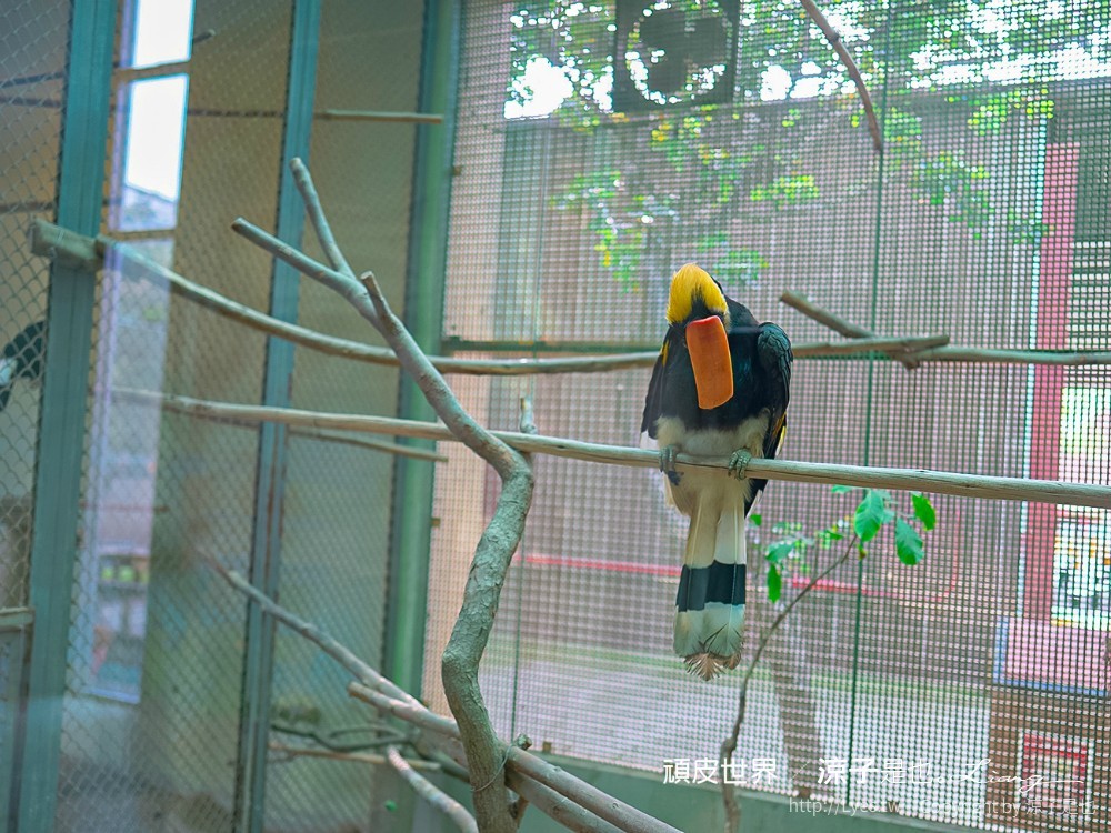 頑皮世界野生動物園攻略 門票優惠 台南親子景點 南台灣動物園 水豚君 長頸鹿 遊樂設施 戲水池