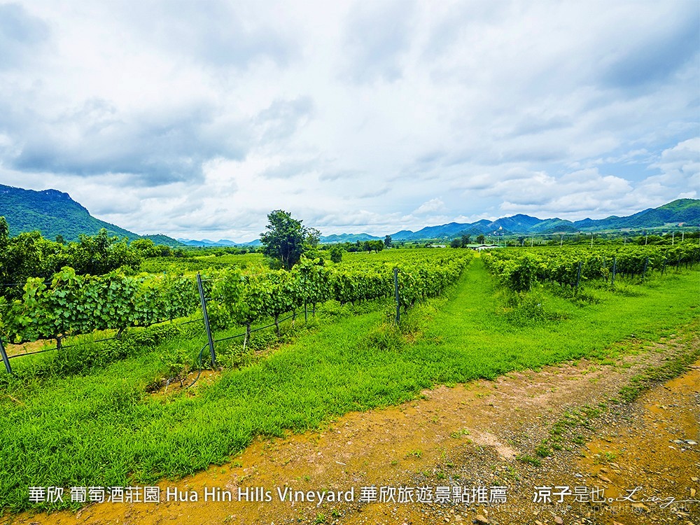 華欣 葡萄酒莊園 Hua Hin Hills Vineyard 華欣旅遊景點推薦