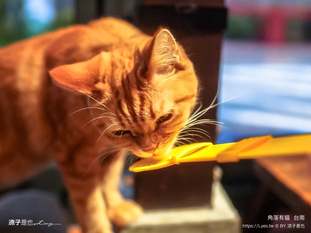 台南角落有貓 菜單 台南 貓咪咖啡廳 老宅餐廳 台南美食推薦 親子景點 日式老宅 貓奴 甜點