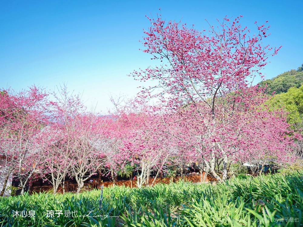 沐心泉休閒農場 2022 櫻花花況 票價 台中景點 預約 新社 親子景點 接泊車 白雪木 黃金楓