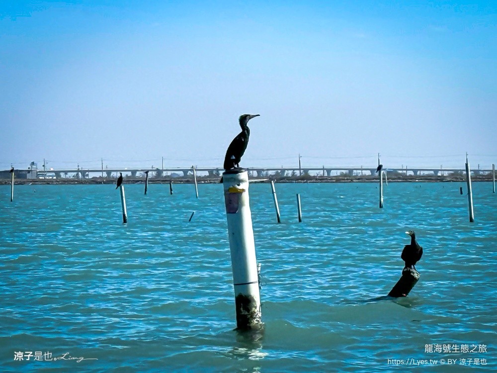 龍海號生態之旅 台南七股景點 台南景點 烤蚵吃到飽 親子景點 台南生態旅遊