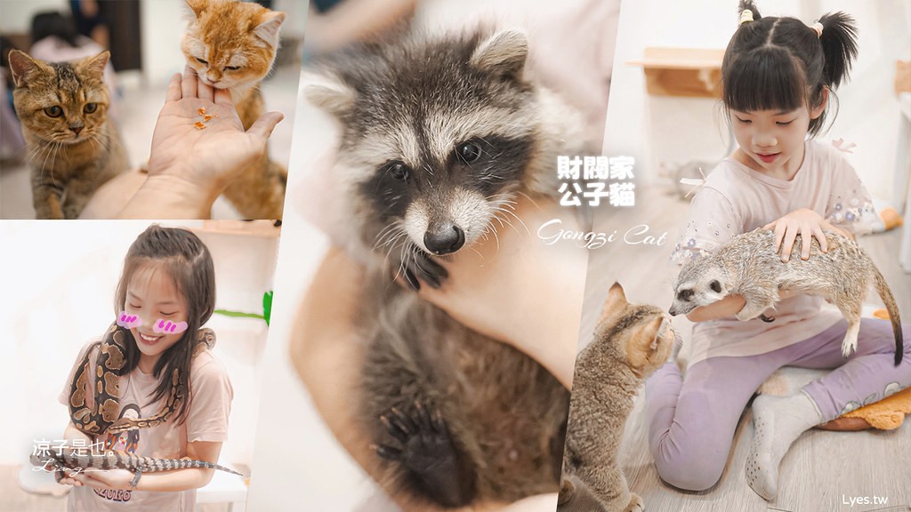 財閥家的公子貓 台南擼貓咖啡廳 台南景點推薦 狐獴 台南親子景點 室內景點 貓咪咖啡館 浣熊 狐獴 袋鼠 球蟒 雪貂 守宮