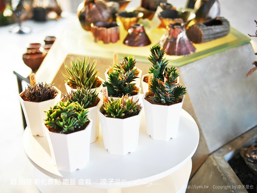 酉 田尾 彰化景點 園藝 盆栽