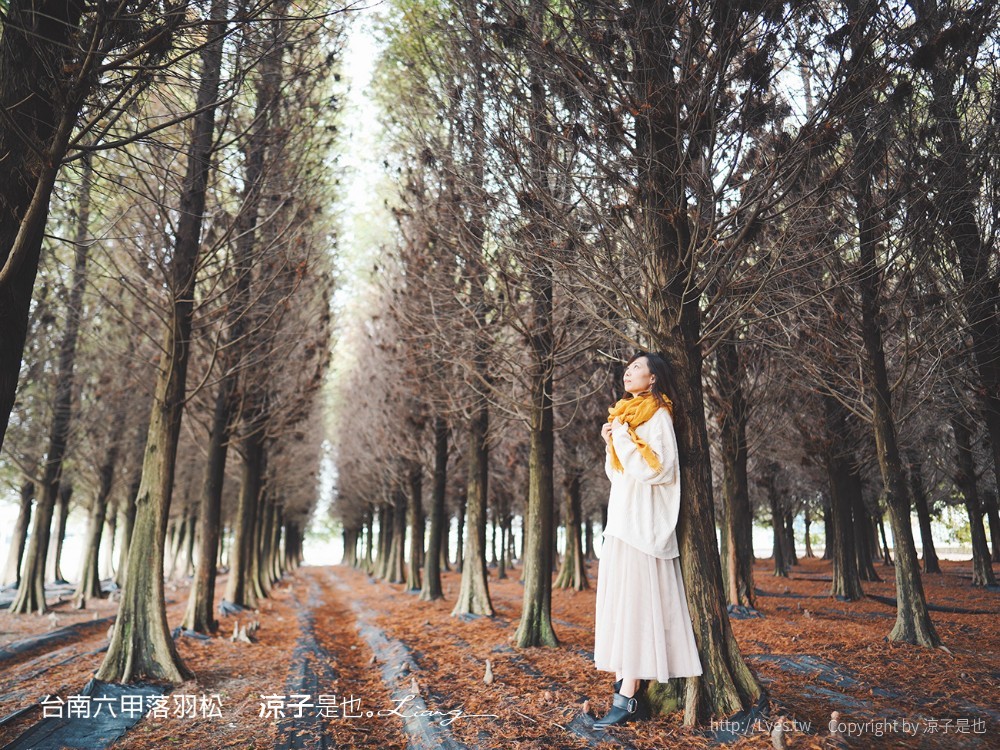 台南六甲落羽松森林秘境 台南景點 親子 2022 交通 停車場 台南一日遊 季節