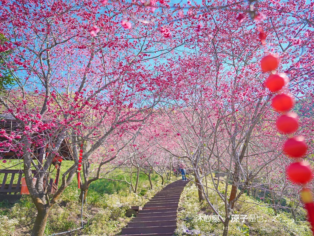 沐心泉休閒農場 2022 櫻花花況 票價 台中景點 預約 新社 親子景點 接泊車 白雪木 黃金楓