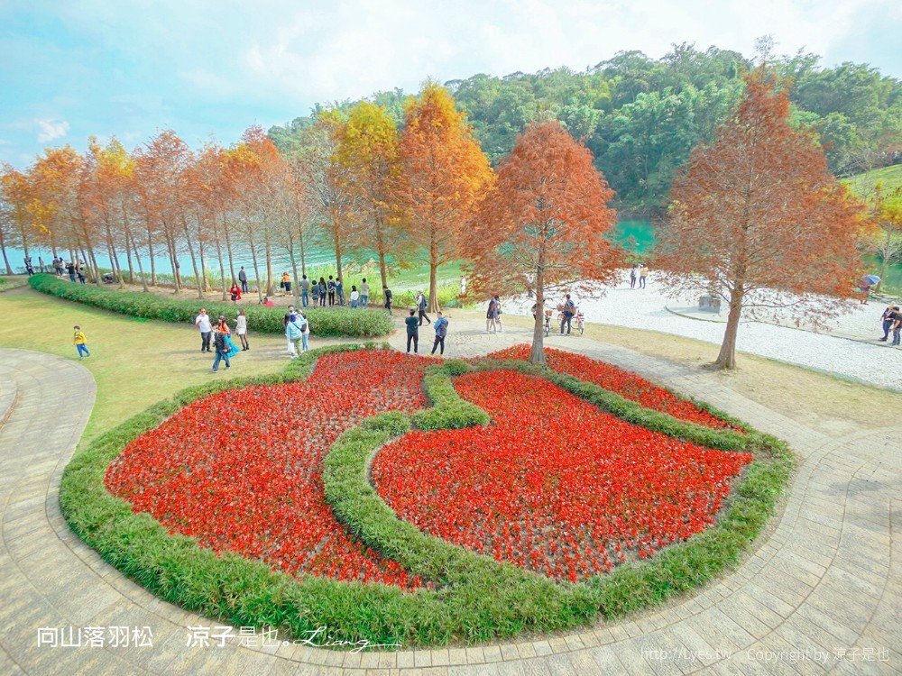 向山落羽松 日月潭自行車道 湖畔 落羽松步道 日月潭景點推薦 IG打卡 南投親子