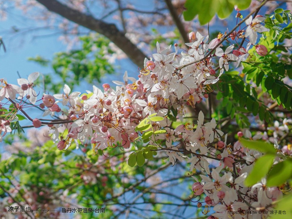 龜丹水哥溫泉區 台南景點 spa 露天溫泉池 花旗木秘境 水哥休閒農事體驗