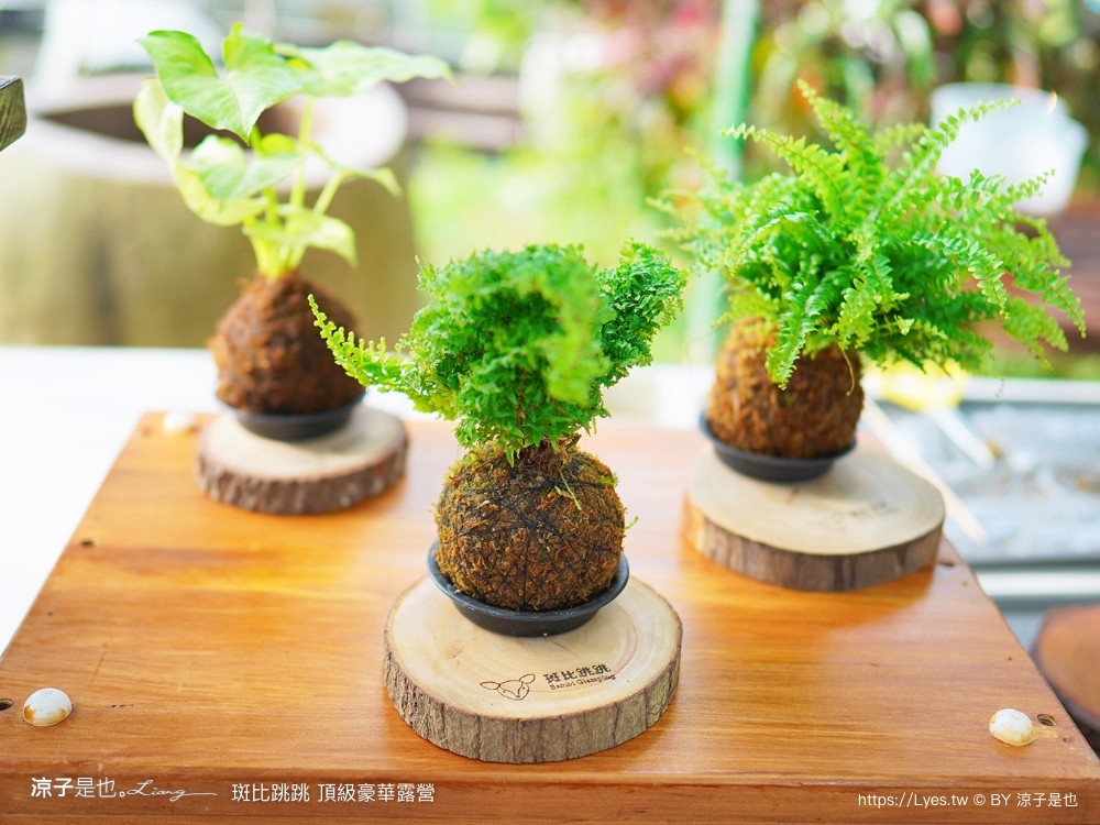 斑比跳跳 苗栗住宿 三灣棕櫚灣 頂級豪華 苗栗親子景點 露營車房型 價位優惠 評價