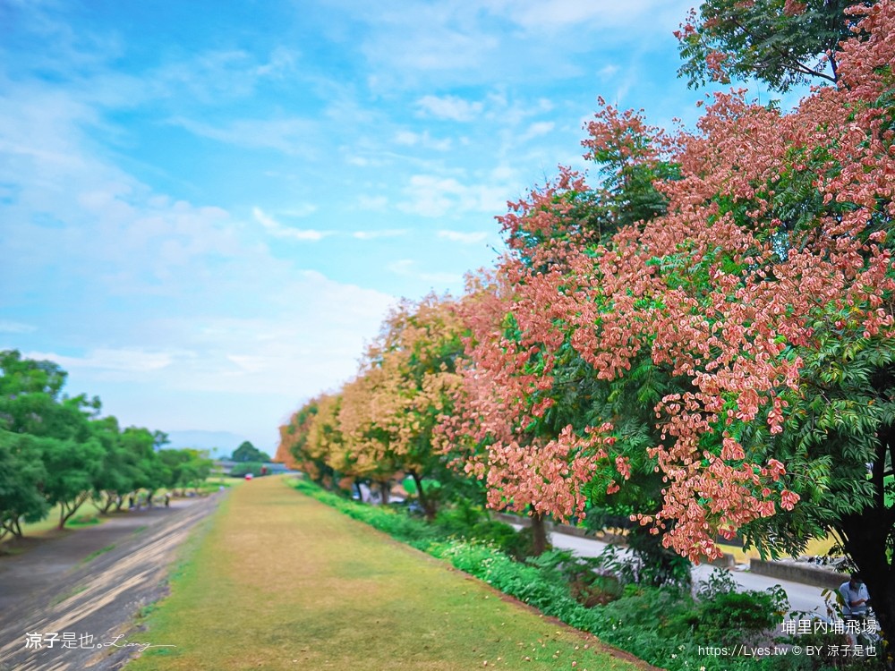 埔里景點 埔里內埔飛場 欒樹親子景點 南投藍花楹花道 賞花秘境 草地野餐 放風箏 玩球