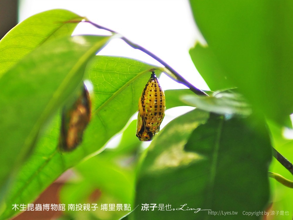 木生昆蟲博物館 南投親子 埔里景點