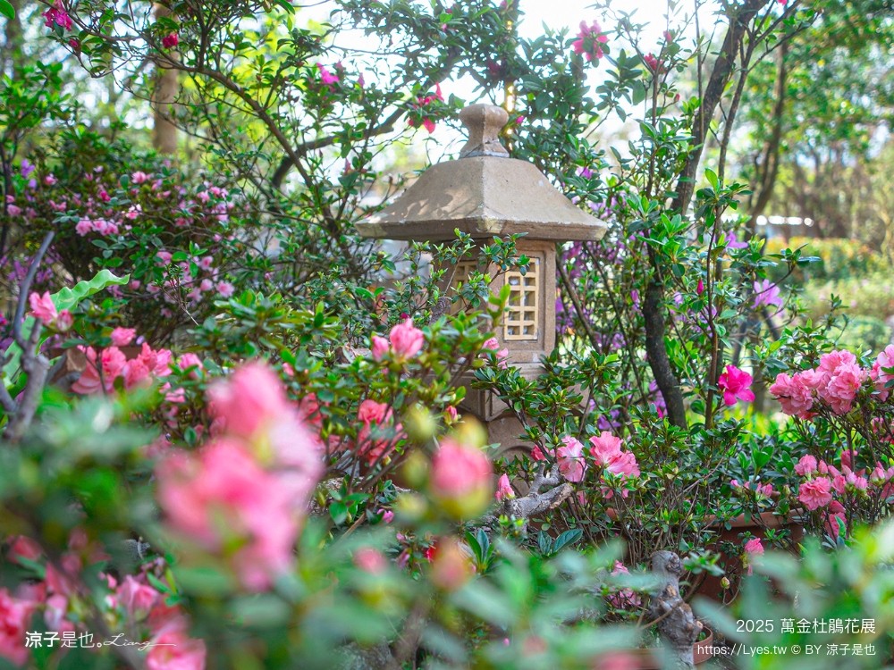 萬金杜鵑花展2025 金山中山溫泉公園 新北景點 北海岸活動 交通 展期 花藝造景 打卡必拍 懶人包