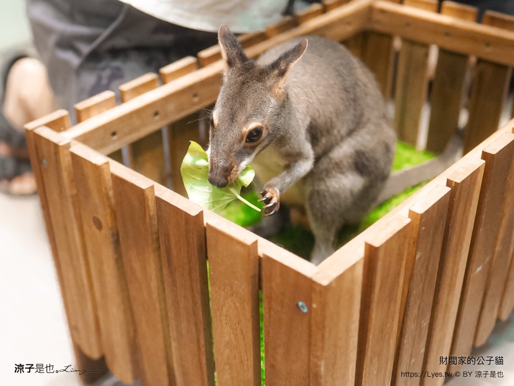 財閥家的公子貓 台南擼貓咖啡廳 台南景點推薦 狐獴 台南親子景點 室內景點 貓咪咖啡館 浣熊 狐獴 袋鼠 球蟒 雪貂 守宮