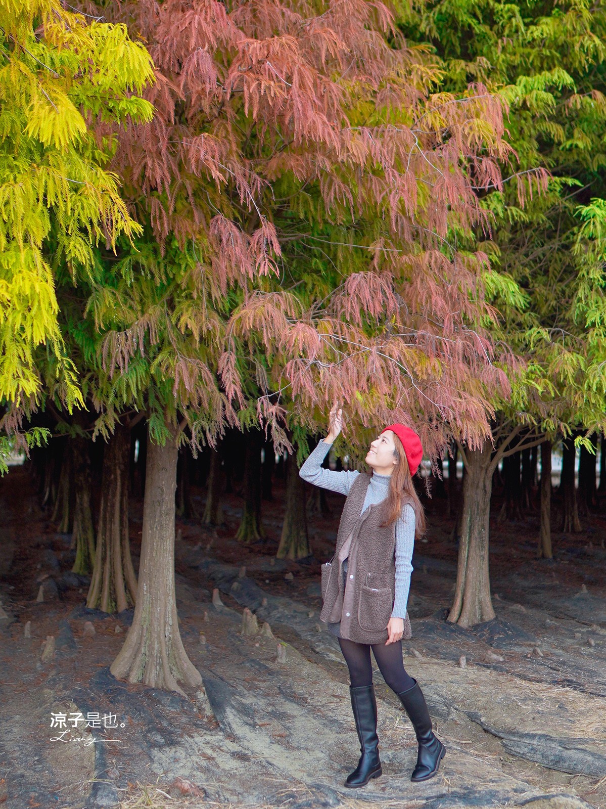 台南六甲落羽松森林秘境 台南景點 親子 2022 交通 停車場 台南一日遊 季節