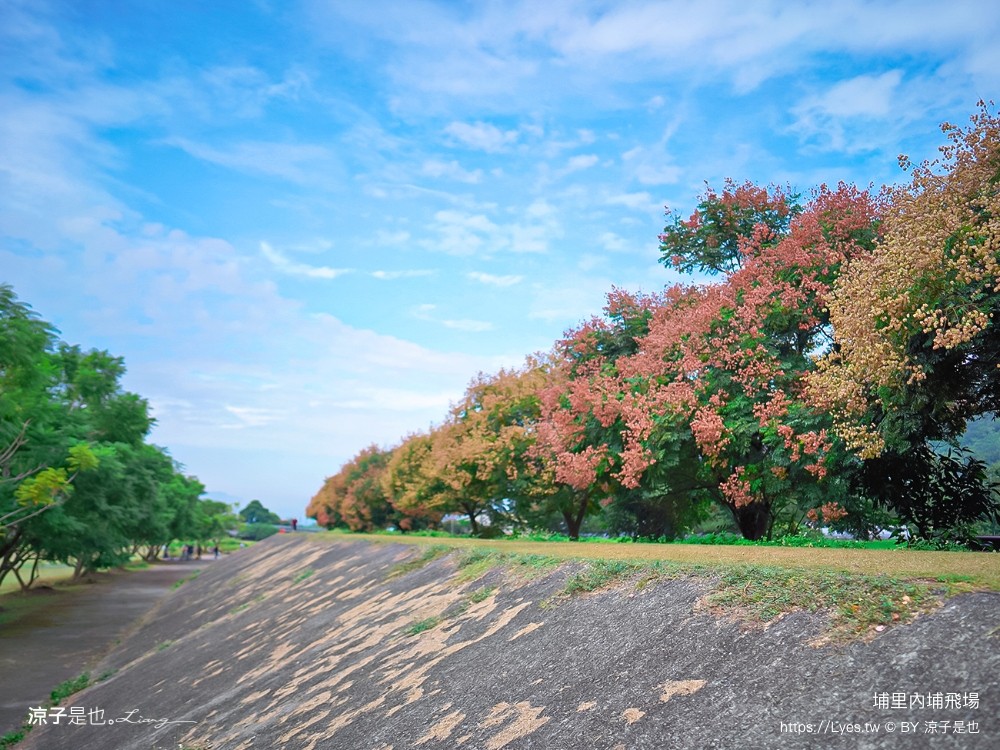 埔里景點 埔里內埔飛場 欒樹親子景點 南投藍花楹花道 賞花秘境 草地野餐 放風箏 玩球