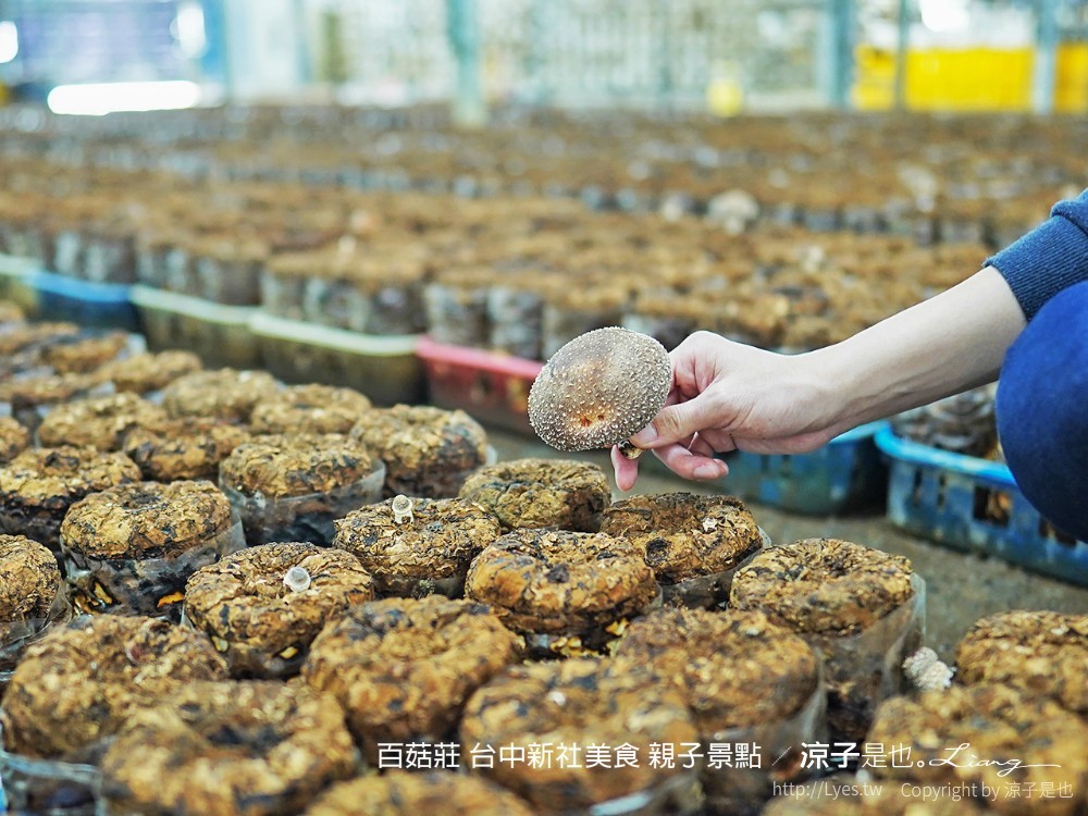 百菇莊 台中新社美食 親子景點