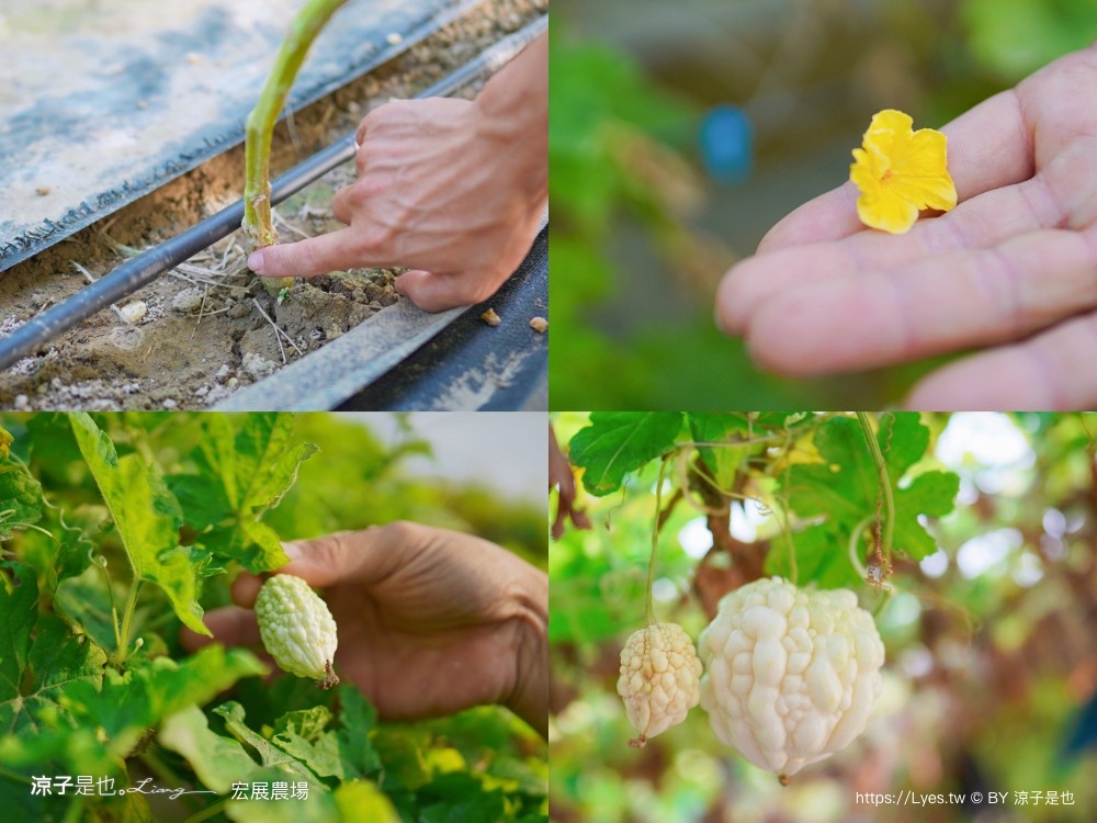 宏展農場 嘉義布袋一日遊 親子景點 美食小吃 伴手禮 布袋住宿 行程推薦 高跟鞋教堂