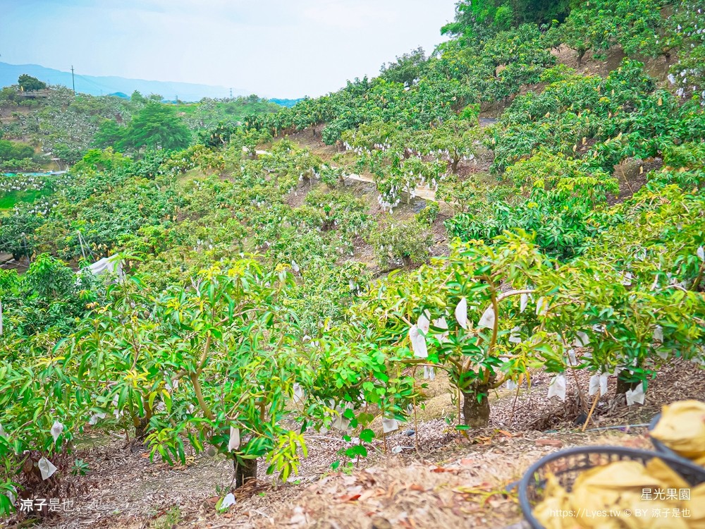 星光 親子景點 免費採果活動 台南農場 台南露營 diy 採芒果體驗 自然的鬥士
