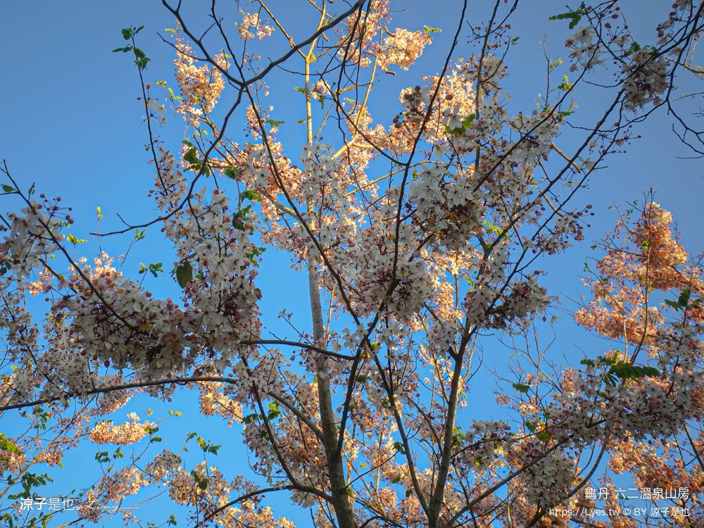 六二溫泉山房 龜丹溫泉住宿 台南溫泉飯店 大眾湯 湯屋 溫水脈衝池 溫水spa按摩池 台南親子住宿