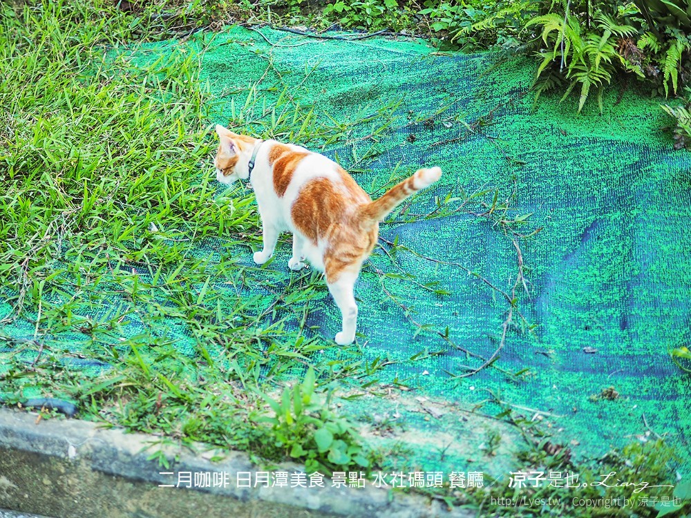 日月潭美食-二月咖啡(附菜單) 水社碼頭餐廳 和義大利麵、披薩、小貓們來趟日月潭悠閒小約會吧!