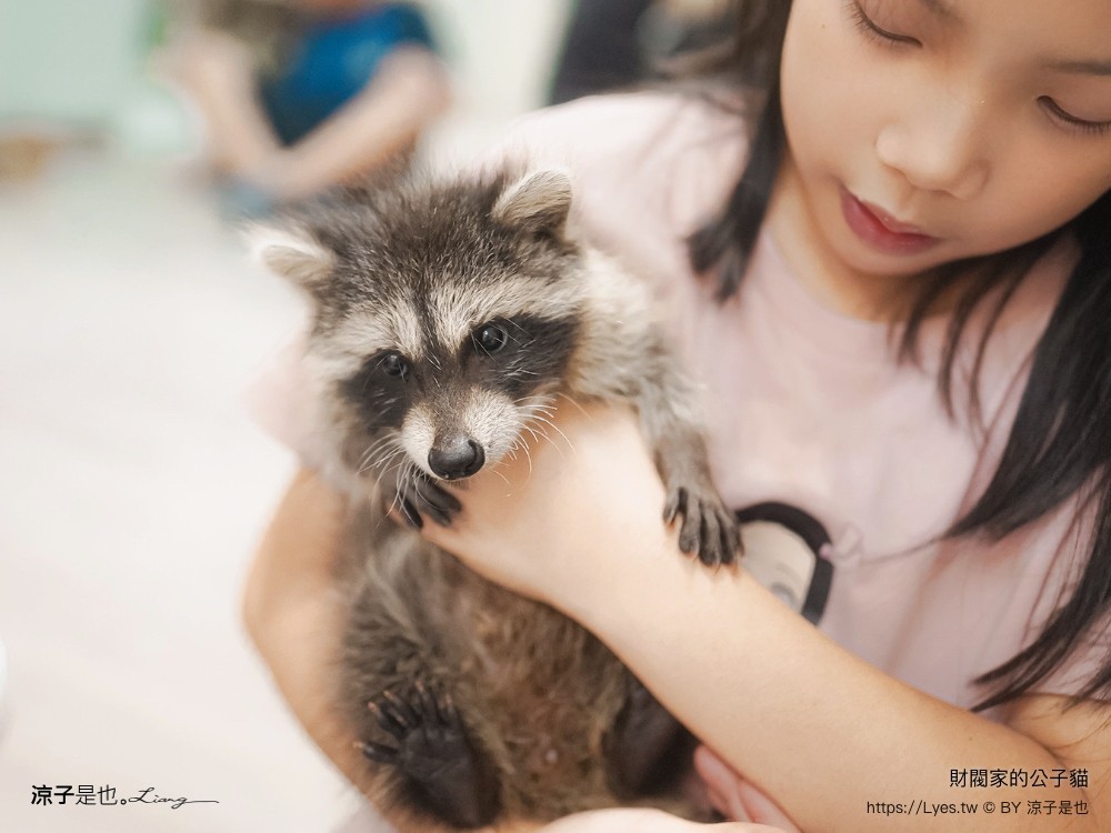 財閥家的公子貓 台南擼貓咖啡廳 台南景點推薦 狐獴 台南親子景點 室內景點 貓咪咖啡館 浣熊 狐獴 袋鼠 球蟒 雪貂 守宮