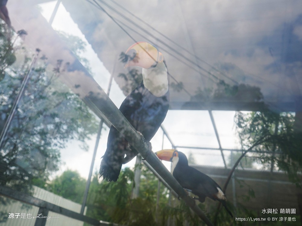 水與松萌萌園 門票 埔里 親子景點 動物園 埔里一日遊推薦 南投農場 羊駝 水豚君 南投景點