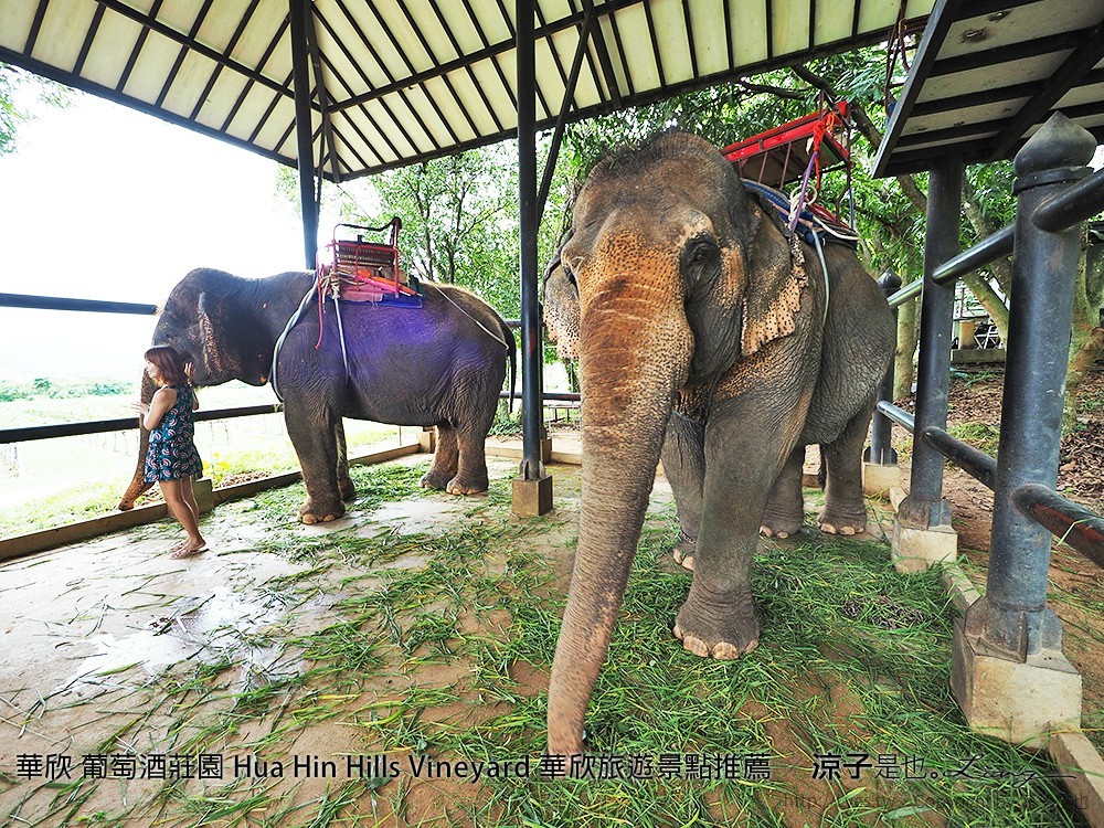 華欣 葡萄酒莊園 Hua Hin Hills Vineyard 華欣旅遊景點推薦