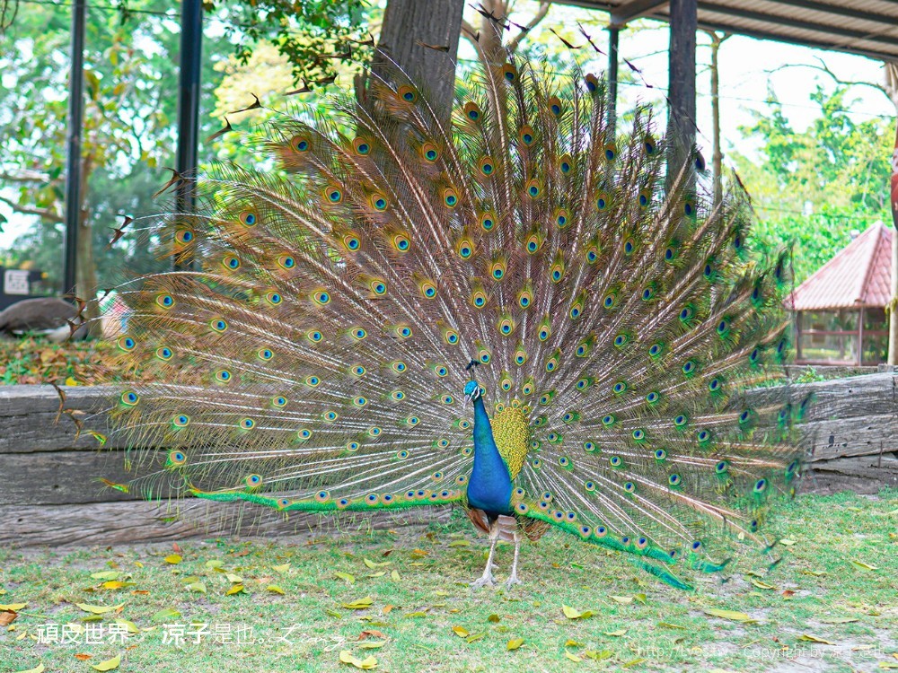 頑皮世界野生動物園攻略 門票優惠 台南親子景點 南台灣動物園 水豚君 長頸鹿 遊樂設施 戲水池