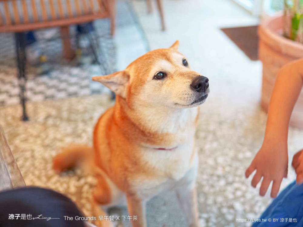 the grounds 菜單 屏東美食 早午餐 下午茶 玻璃屋 屏東景觀餐廳 老屋改建 庭園餐廳 ig打卡