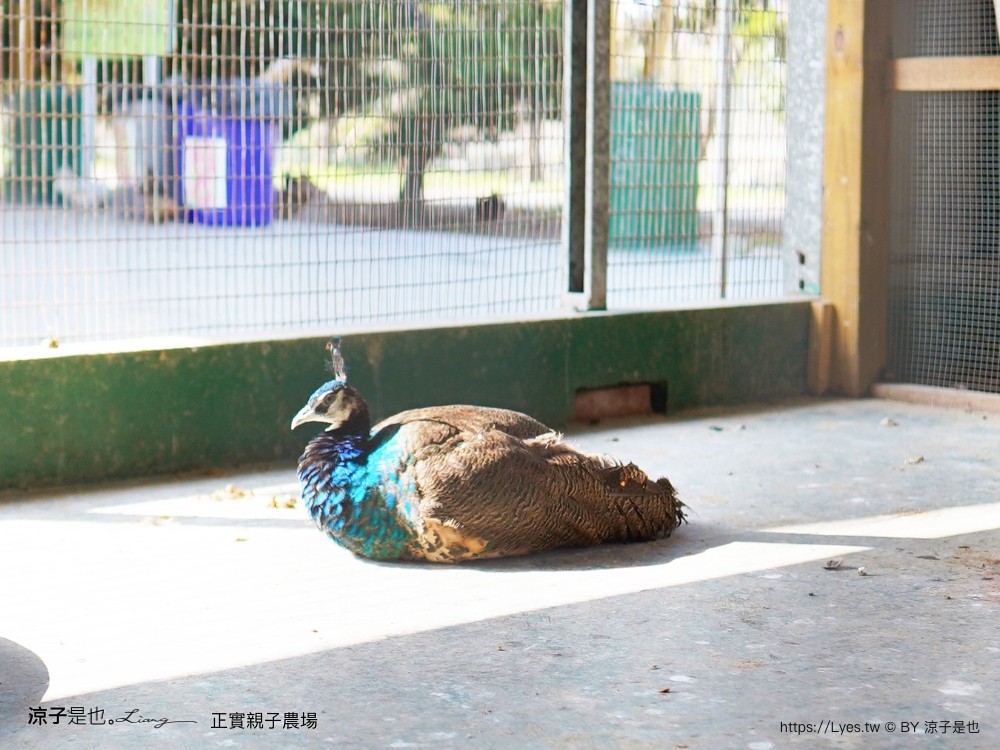 正實親子農場 門票 彰化 親子景點 撿雞蛋 氣墊樂園 溜滑梯 免費 餵小動物體驗 沙坑