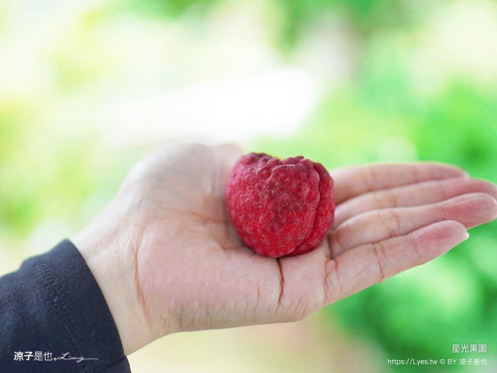 星光 親子景點 免費採果活動 台南農場 台南露營 diy 採芒果體驗 自然的鬥士