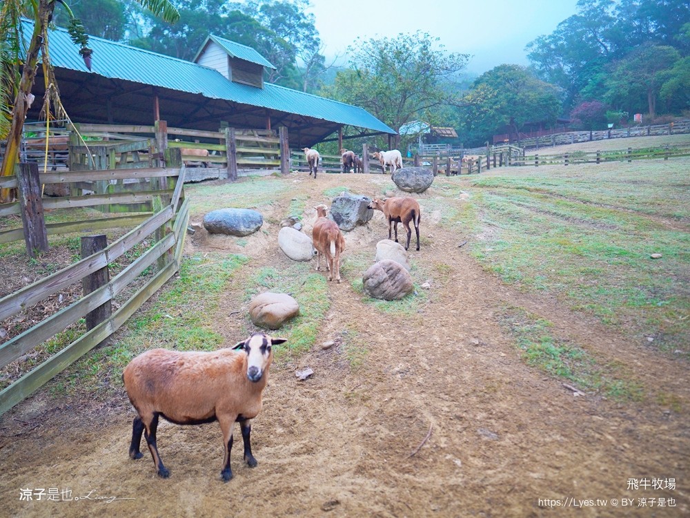 苗栗 飛牛牧場住宿 房型 早餐 四人房 2天1夜 園區門票 票價 苗栗親子飯店推薦