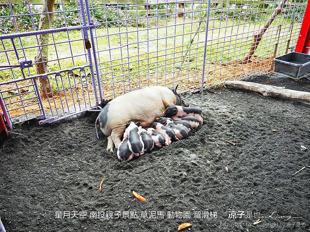 星月天空 南投親子景點 草泥馬 動物園 溜滑梯