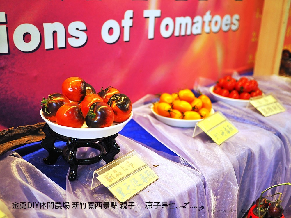 金勇DIY休閒農場 新竹關西景點 親子