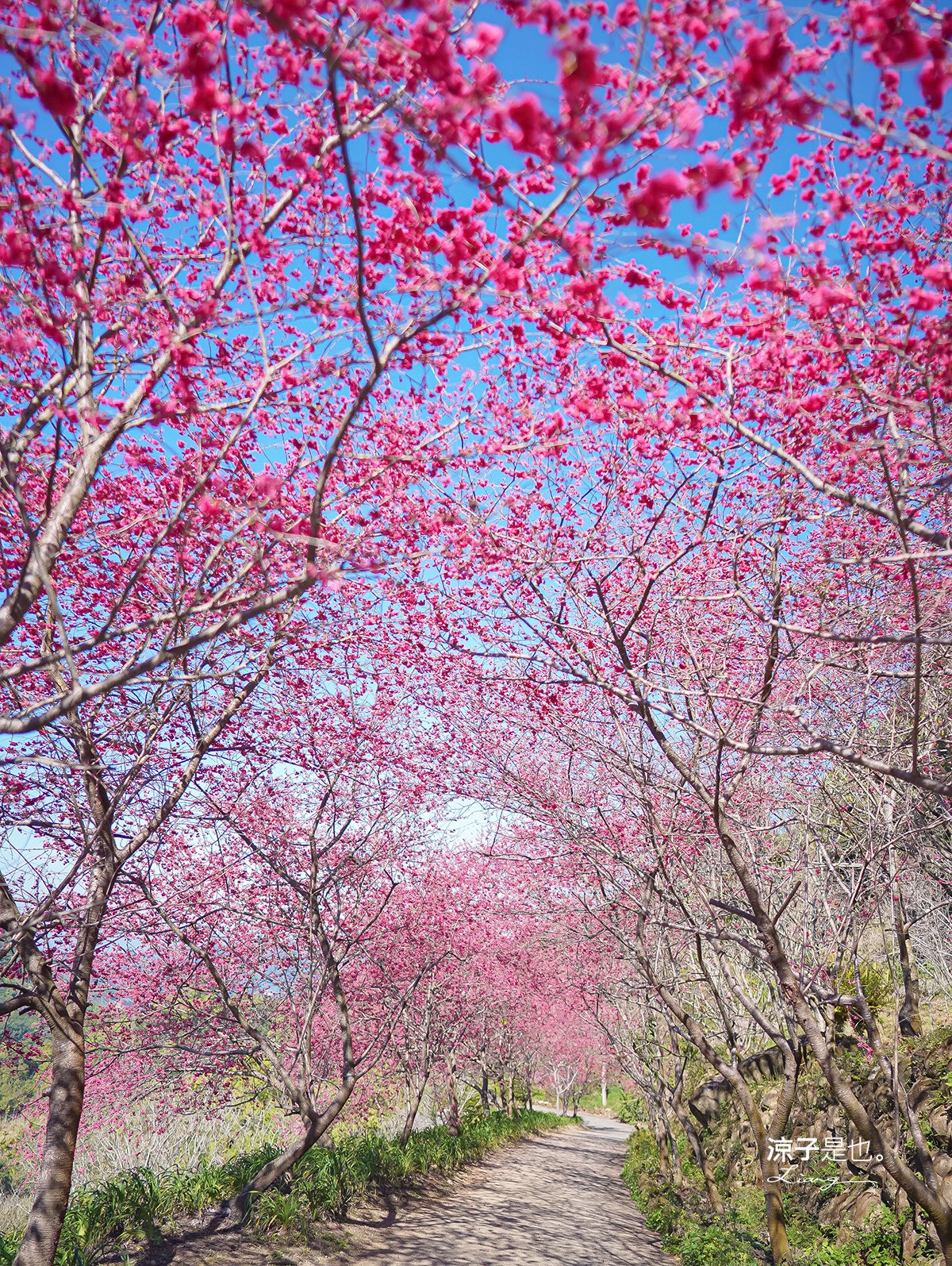 沐心泉休閒農場 2022 櫻花花況 票價 台中景點 預約 新社 親子景點 接泊車