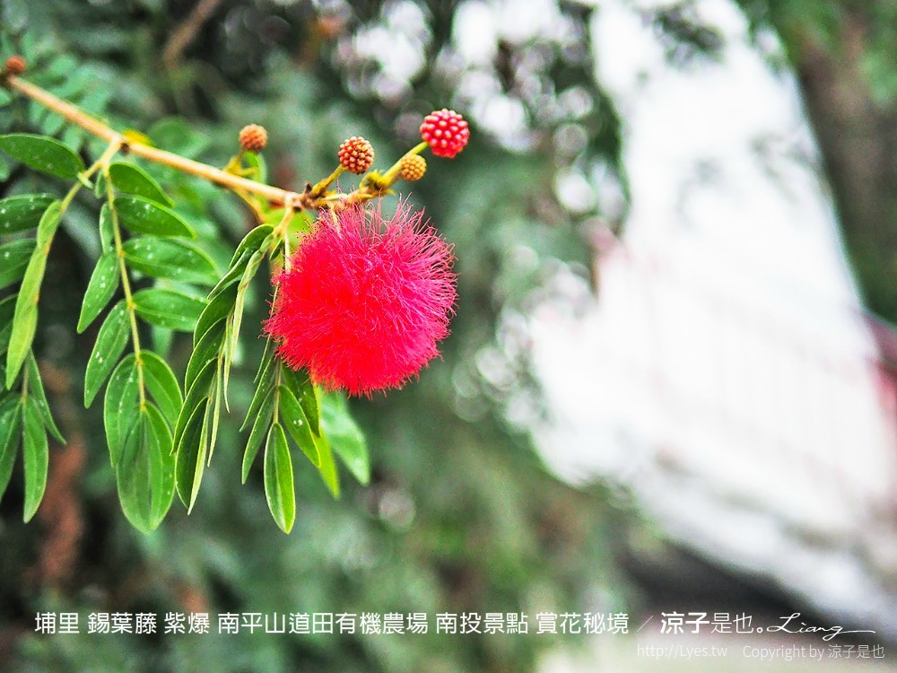 埔里 錫葉藤 紫爆 南平山道田有機農場 南投景點 賞花秘境