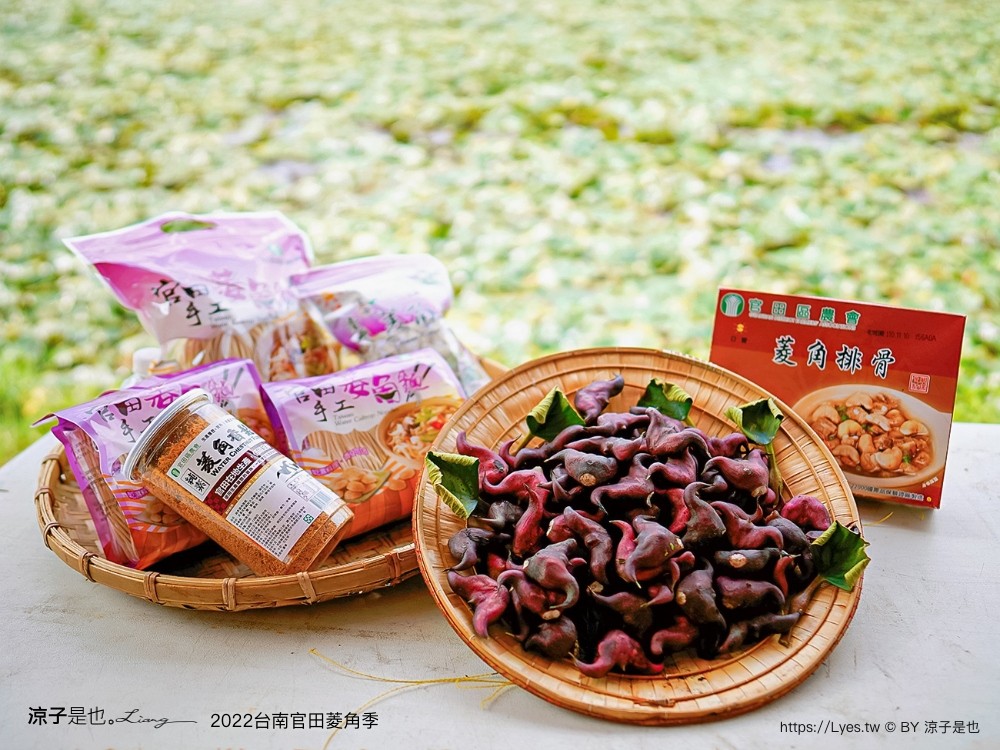 台南親子景點 2022 台南官田菱角季 官田菱角節 採紅菱體驗 划船 台南伴手禮